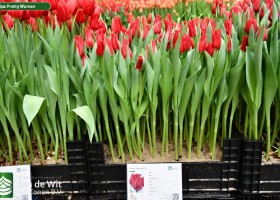 Tulipa Pretty Woman ® (1)